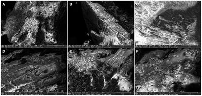 Effect of steam explosion on nutritional components, physicochemical and rheological properties of brown rice powder